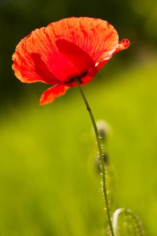 Poppy Royalty Free Stock Image Poppy Royalty Free Stock Image