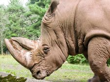 Large Rhino Royalty Free Stock Photo Large Rhino Royalty Free Stock Photo