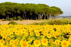 Sunflower Field Royalty Free Stock Images
