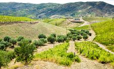 Douro Valley Royalty Free Stock Image