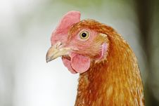 Red Rooster Stock Photography Red Rooster Stock Photography