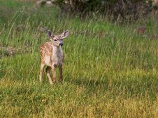 Fawn In Field Stock Photography