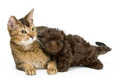 Cat And The Puppy Of The Lapdog Royalty Free Stock Photography Cat And The Puppy Of The Lapdog Royalty Free Stock Photography