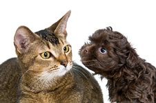 Cat And The Puppy Of The Lapdog Royalty Free Stock Photo Cat And The Puppy Of The Lapdog Royalty Free Stock Photo