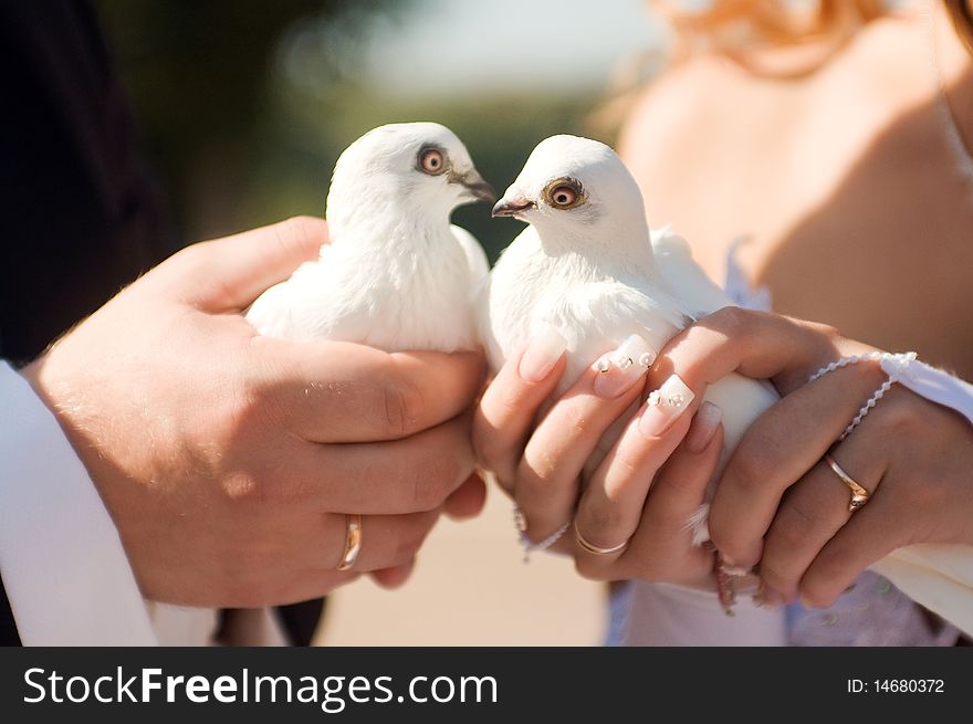 Bride and groom's arms holding white doves. Bride and groom's arms holding white doves