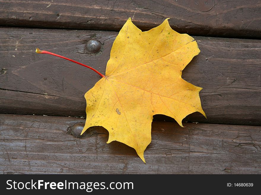 Autumnal maple leaf on dark bench close-up