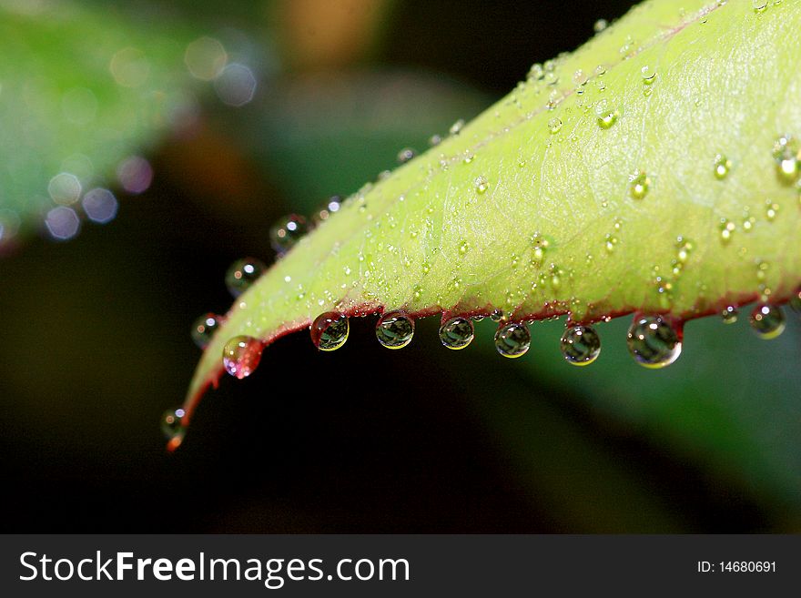 Leaf Dew