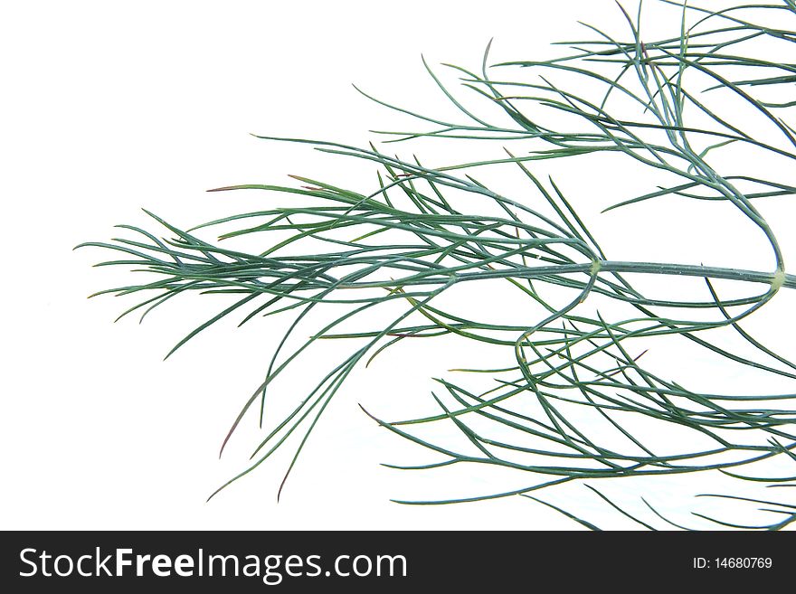 Closeup of dill herb on white background
