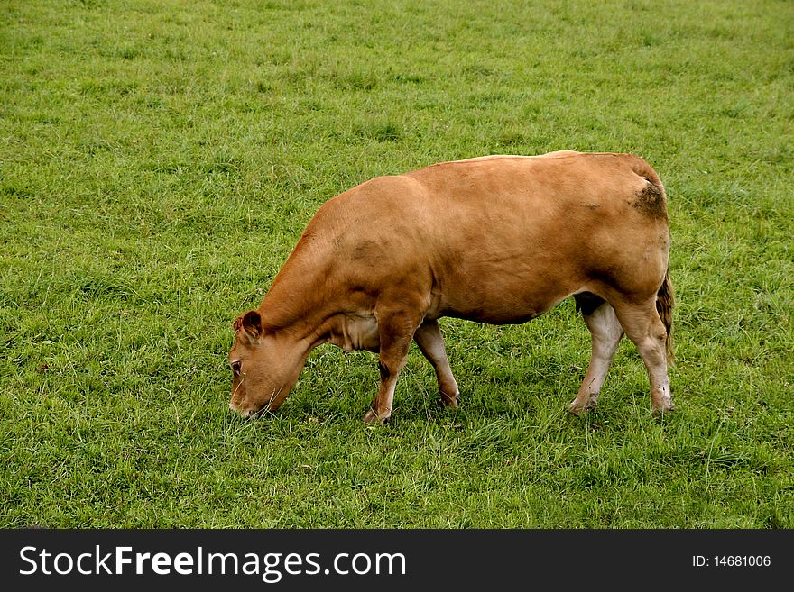 Cow eating grass in the green