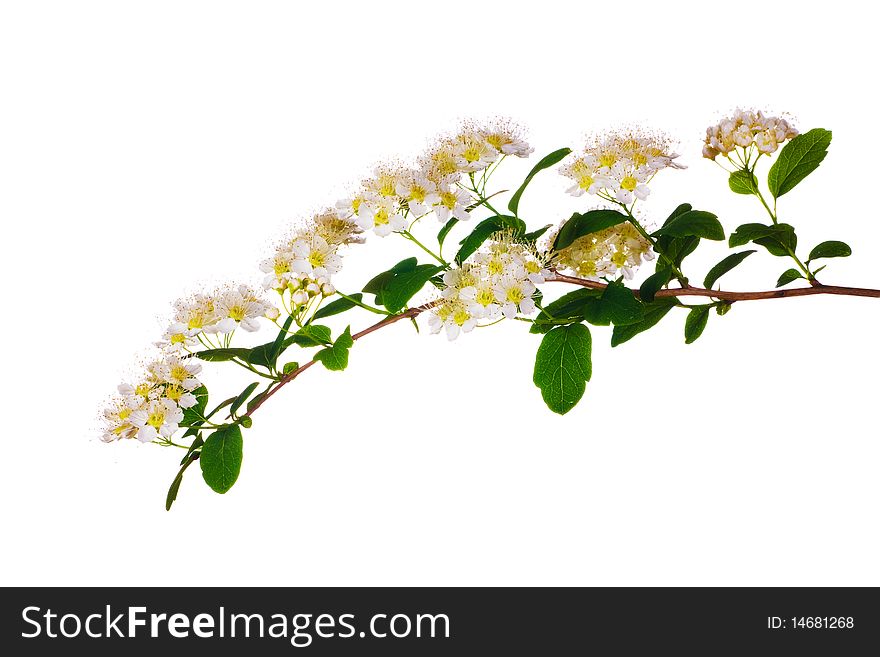 Spring branch with flowers isolated on white background. Spring branch with flowers isolated on white background