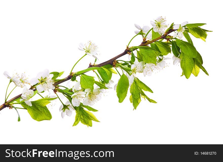 Cherry-tree flowers isolated on white background. Cherry-tree flowers isolated on white background