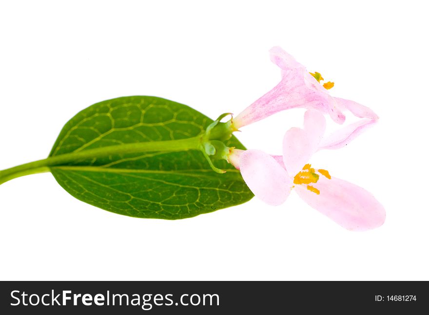 Pink color flower isolated on white background. Pink color flower isolated on white background