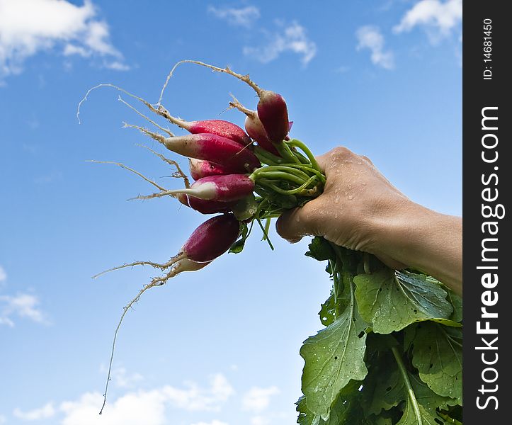 Fresh radish just collected from vegetables garden