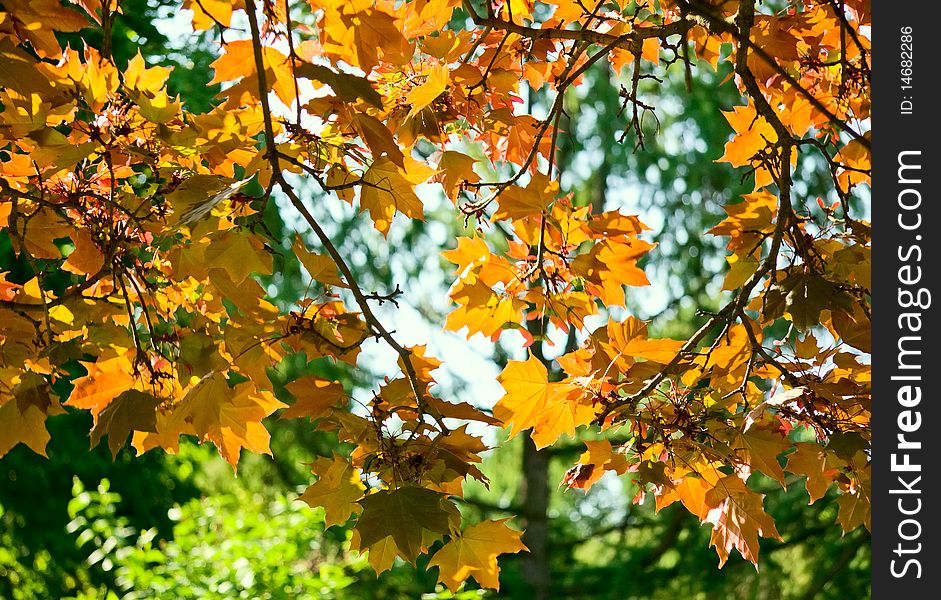 Autumn  Maple Leaves