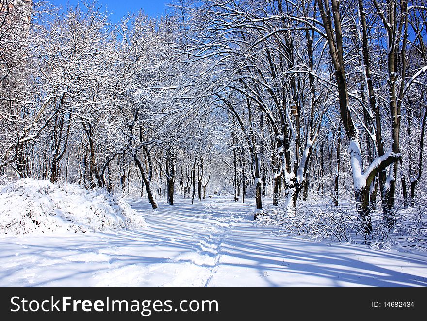 Winter park covered with snow