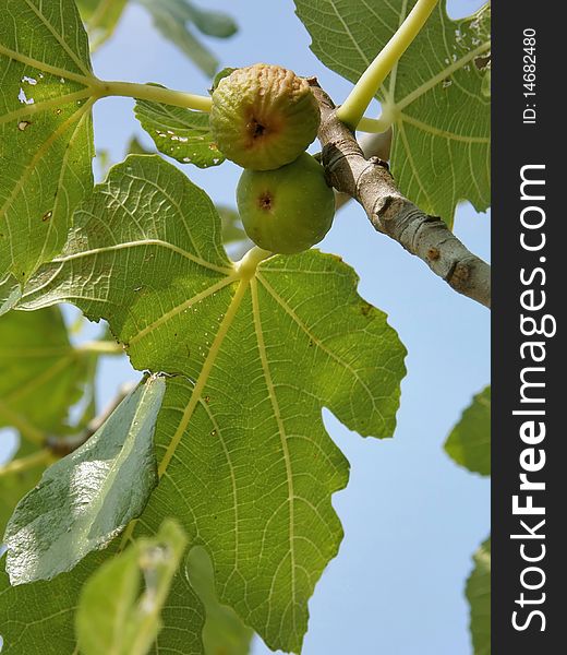 Figs (ripe And Dried) In A Tree With Leaves