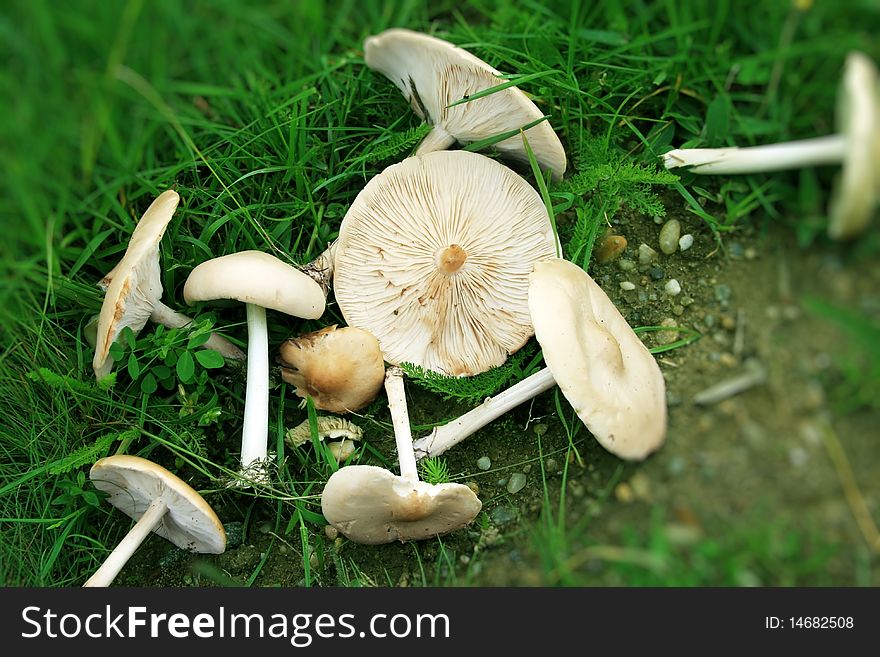 Group of wild mushrooms lying down on the grass. Group of wild mushrooms lying down on the grass