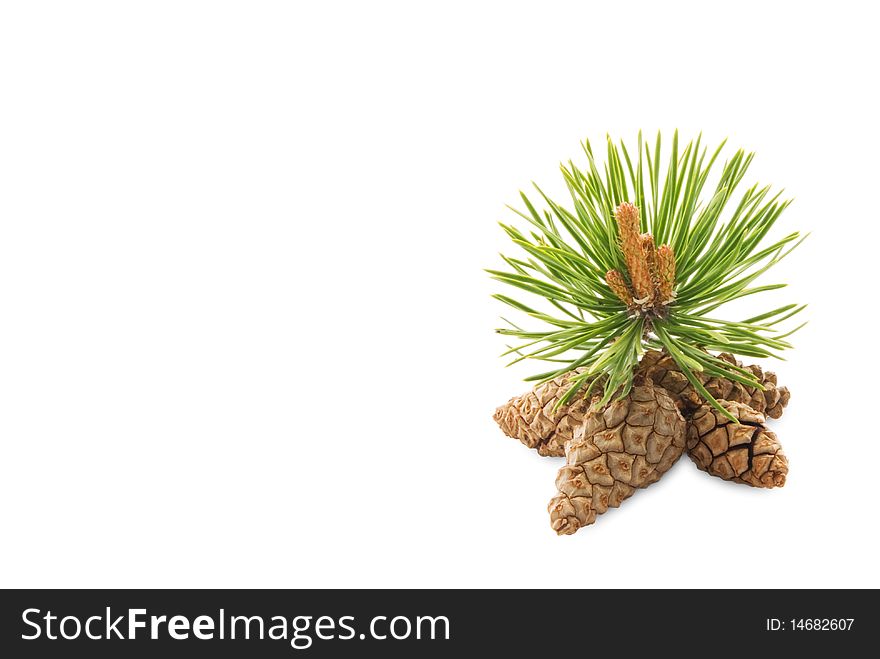Pine cones on a white background