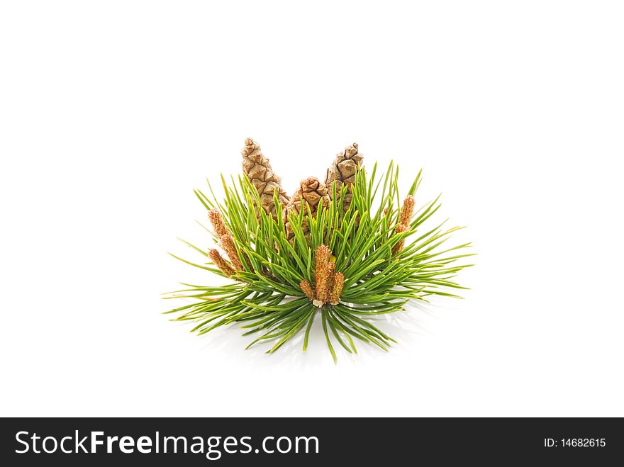 Pine cones on a white background