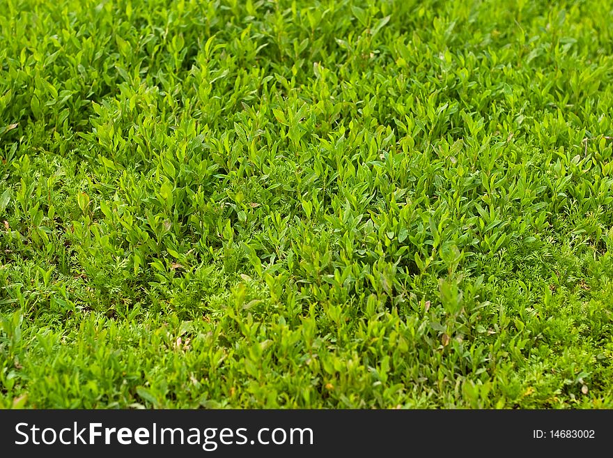 Green grass. The texture of the usual wild grasses