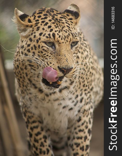 Leopard licking its lips with whiskers. Leopard licking its lips with whiskers