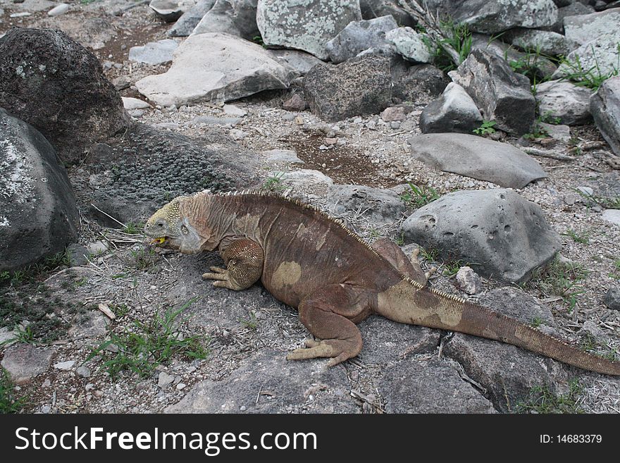 Land iguana in galapagos islands