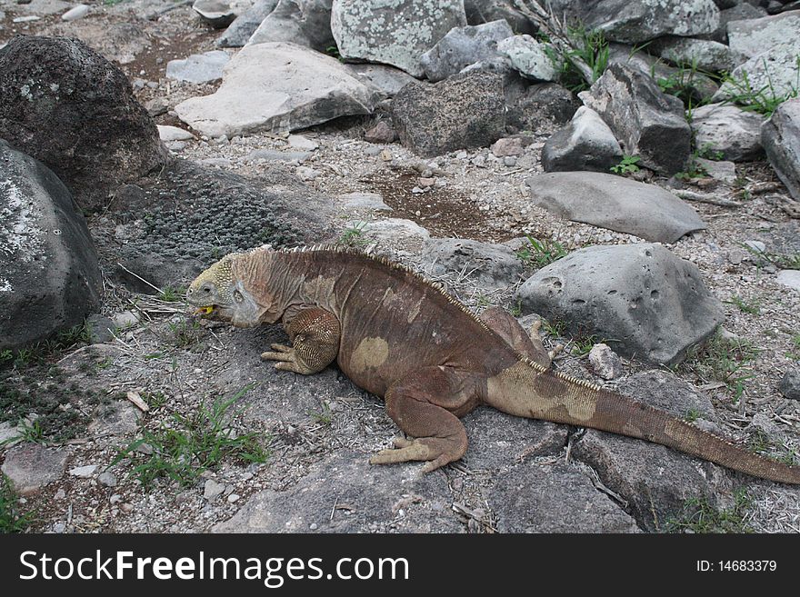 Land Iguana In Galapagos Islands