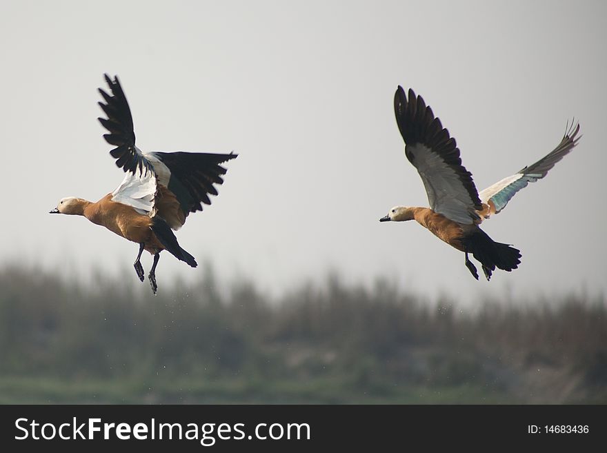 Shelduck flying 1