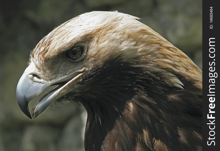 Steppe eagle. Best bird of prey. Aquila rapax(nipalensis). Steppe eagle. Best bird of prey. Aquila rapax(nipalensis).