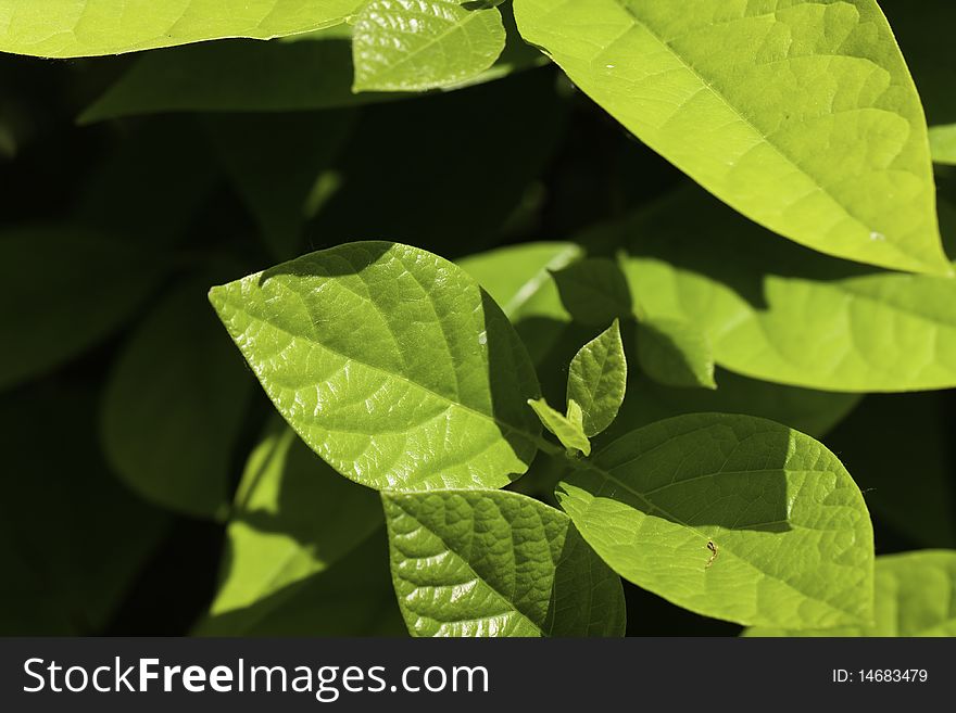 Ripe,green Leaves Of Cherry Laurel