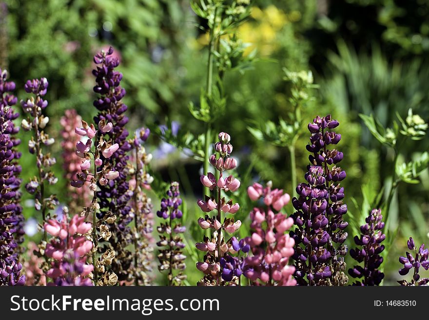 Colorful Lupine In The Garden