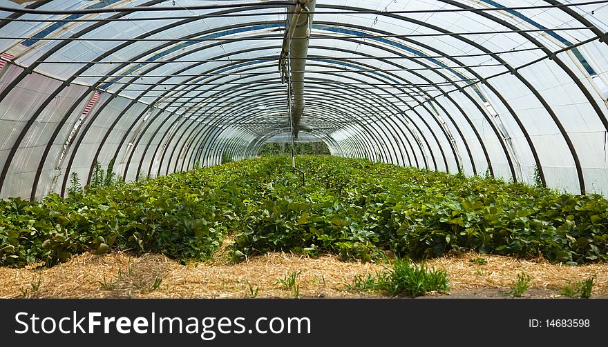 A hothouse with strawberry plants. A hothouse with strawberry plants