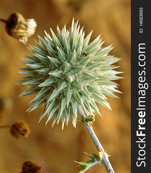 Prickly plant, begin to bloom in May, Israel. Prickly plant, begin to bloom in May, Israel