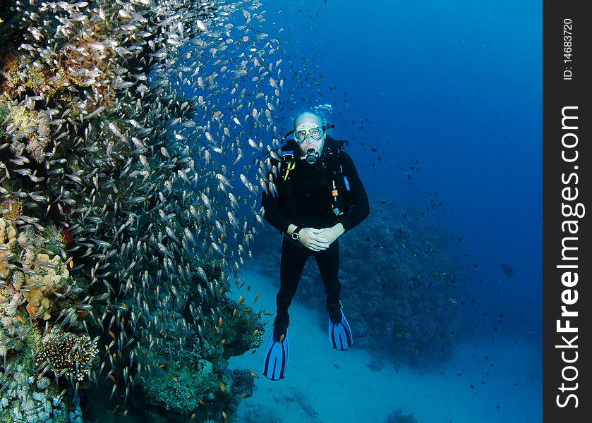 Scuba diver has fun waching glassfish. Scuba diver has fun waching glassfish