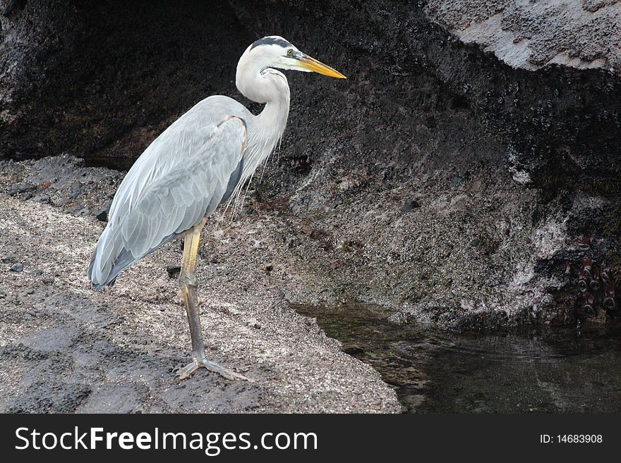 Great blue heron standing on a volcanic rock in galapagos island. Great blue heron standing on a volcanic rock in galapagos island