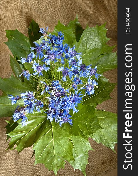 Beautiful bouquet of blue cornflowers