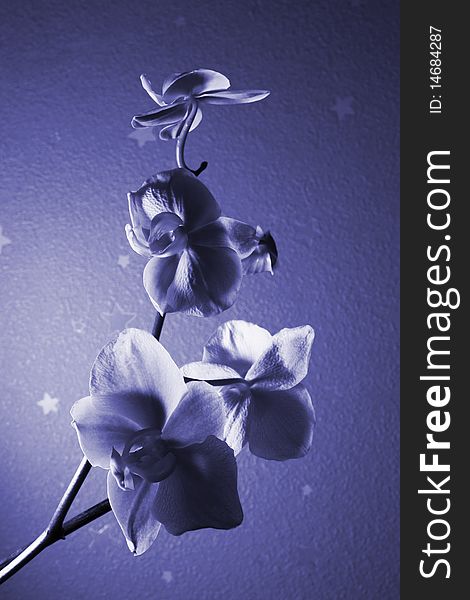Orcid (blue toned) flower image