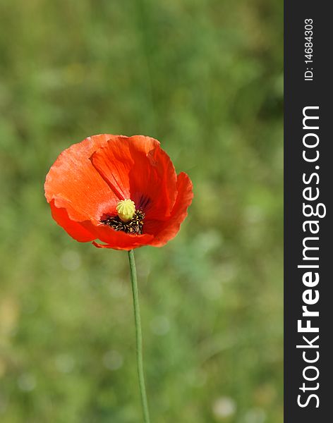 Red poppy on a green background. Red poppy on a green background.