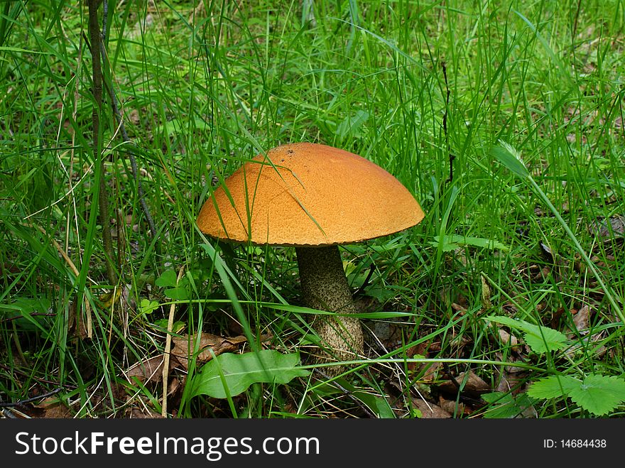 Orange-cap boletus mushroom on a thick stalk in a thick green grass. Orange-cap boletus mushroom on a thick stalk in a thick green grass.