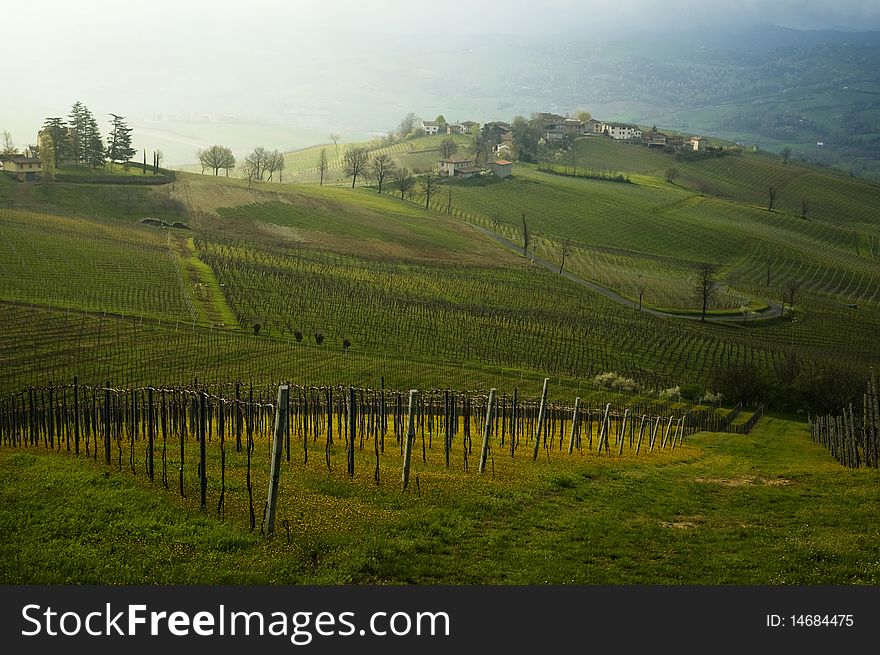 Hills with vineyards and yellow flowers, a winding road with that crosses