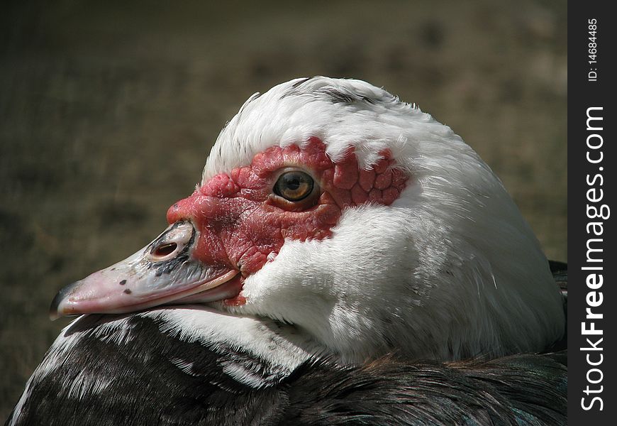 Profile of the muscovy on sandy shore.