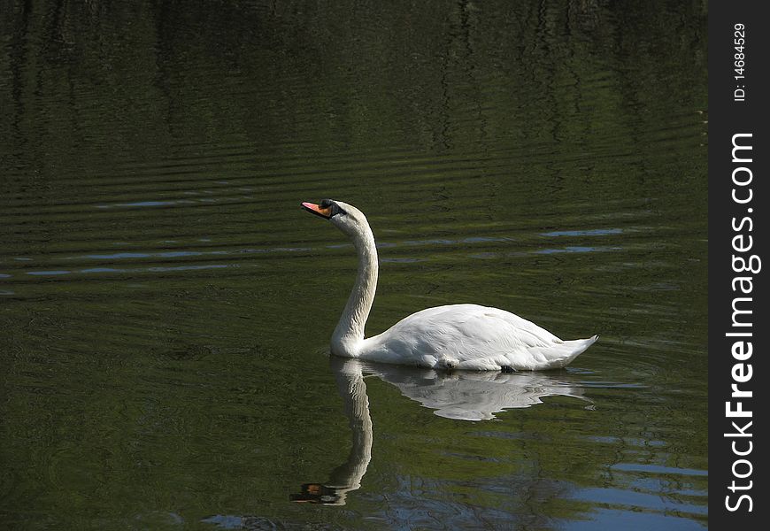 White swan on forest lake