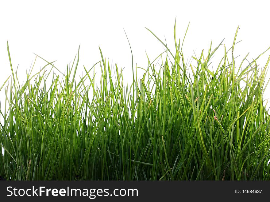 Young green grass on a white background.
