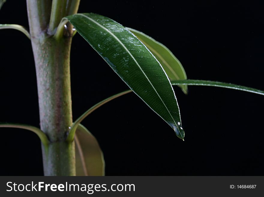 Branch of an oleander with leaves on a black background. Branch of an oleander with leaves on a black background.