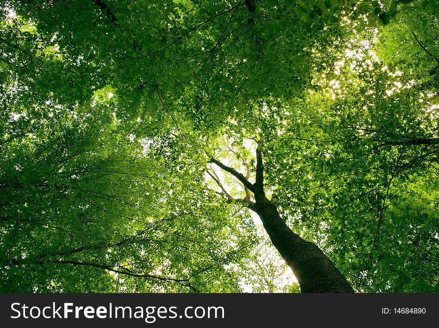 Sunlight in trees of green summer forest