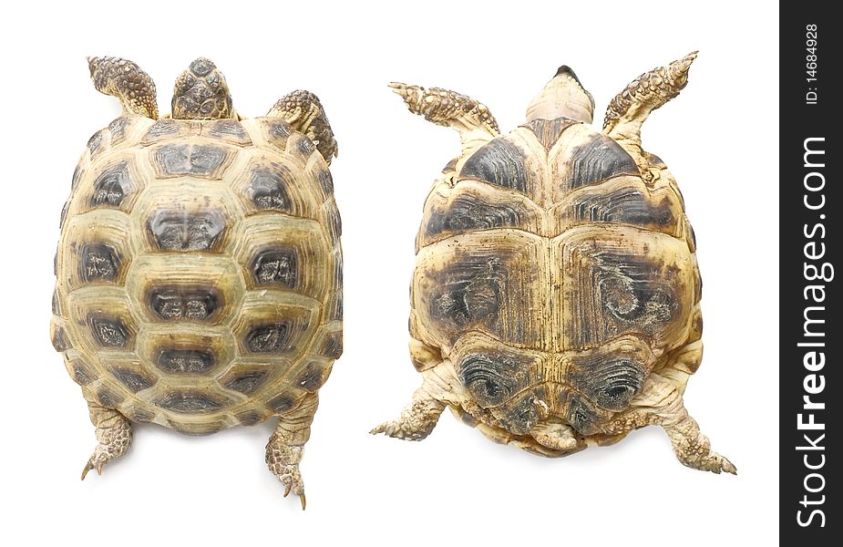 Two views (up and down) on 13 years overland tortoise which is living in central asian region. Isolated on white background. Two views (up and down) on 13 years overland tortoise which is living in central asian region. Isolated on white background