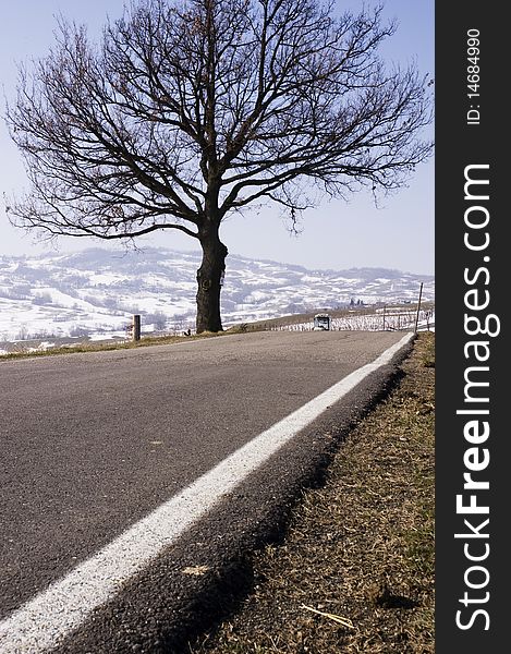 Old oak and beautiful hilly landscape with snowy background