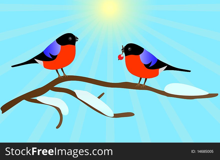 Two bullfinches on branch. Vector illustration