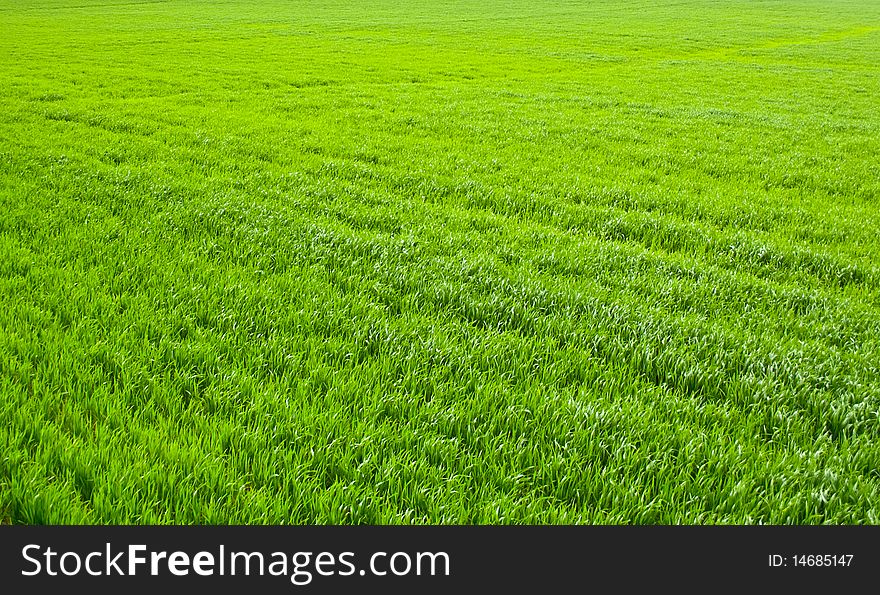 A  a green grass background . /