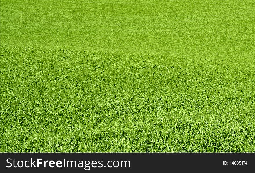 A lot of green wheat under red sky. A lot of green wheat under red sky